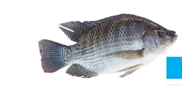 البلطي الطازج tilapia fresh
